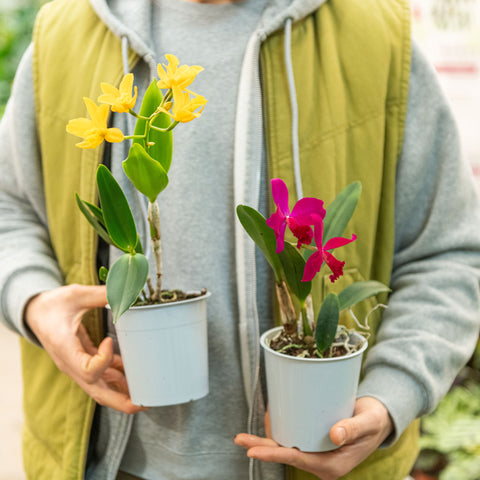 Simegarden Cattleya orchidea