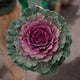 Simegarden Cavolo ornamentale Viola / 14 cm