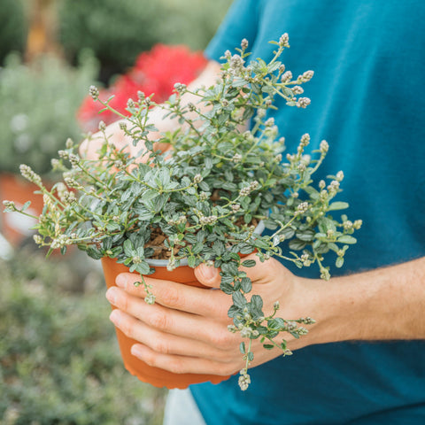 Simegarden Ceanothus thyrsiflorus repens 17 cm