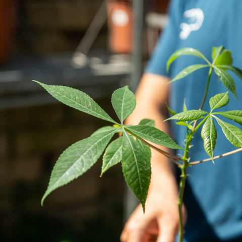 Simegarden Ceiba speciosa