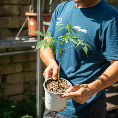 Simegarden Ceiba speciosa 14 cm - pianta di 1 anno