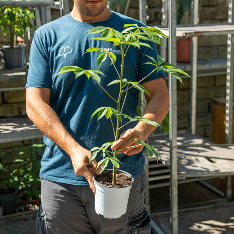 Simegarden Ceiba speciosa 14 cm - pianta di 1 anno