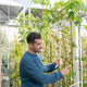 Simegarden Ceiba speciosa 15 cm