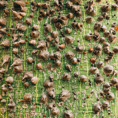 Simegarden Ceiba speciosa
