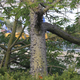 Simegarden Ceiba speciosa