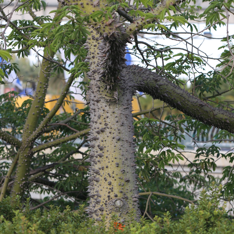 Simegarden Ceiba speciosa