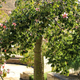 Simegarden Ceiba speciosa