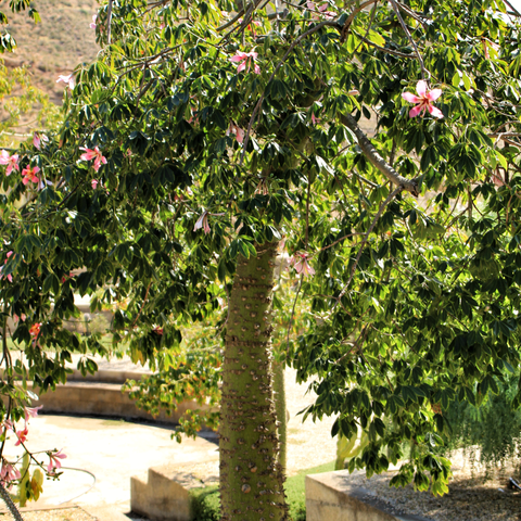 Simegarden Ceiba speciosa