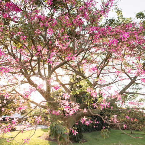 Simegarden Ceiba speciosa