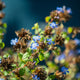 Simegarden Ceratostigma willmottianum 17 cm