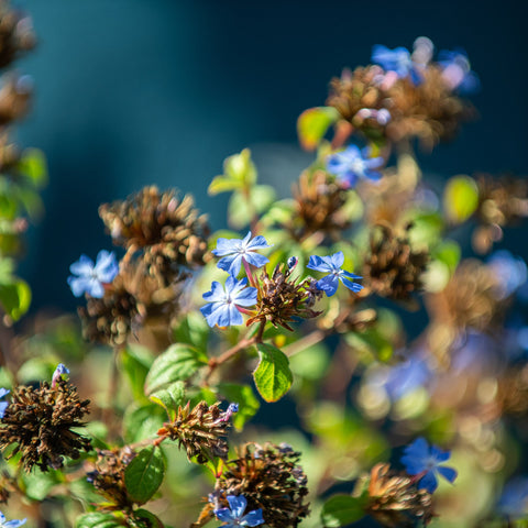 Simegarden Ceratostigma willmottianum 17 cm