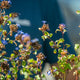Simegarden Ceratostigma willmottianum 17 cm