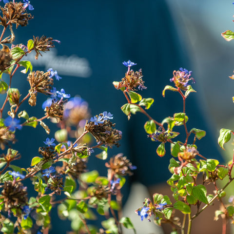 Simegarden Ceratostigma willmottianum 17 cm