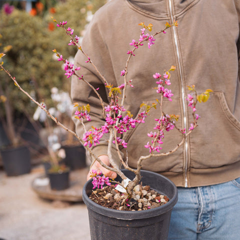Simegarden Cercis chinensis avondale 25 cm