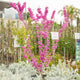 Simegarden Cercis chinensis avondale 34 cm