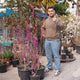 Simegarden Cercis chinensis avondale 34 cm