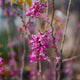 Simegarden Cercis chinensis avondale