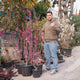 Simegarden Cercis chinensis avondale