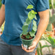 Simegarden Cercis siliquastrum 12 cm