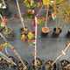 Simegarden Cercis siliquastrum 24 cm - alberello