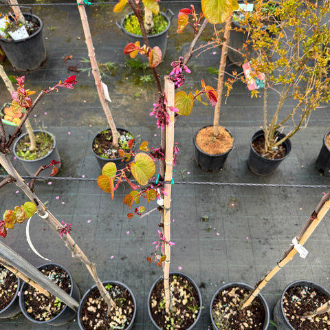 Simegarden Cercis siliquastrum 24 cm - alberello
