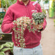 Simegarden Ceropegia woodii grande 14 cm