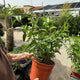 Simegarden Cestrum nocturnum 24 cm