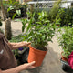 Simegarden Cestrum nocturnum 24 cm