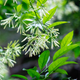Simegarden Cestrum nocturnum 24 cm