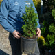 Simegarden Chamaecyparis obtusa nana 22/24 cm