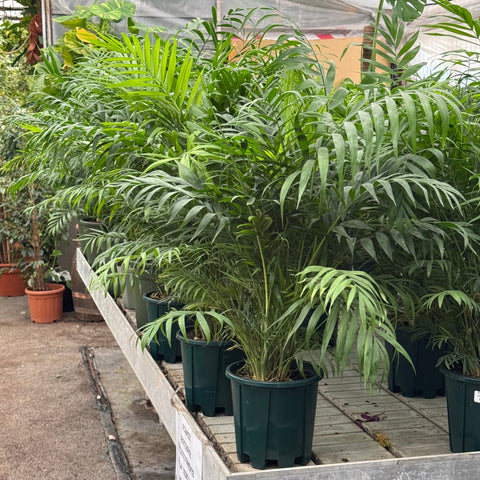 Simegarden Chamaedorea elegans 20 cm