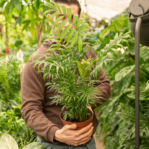 Simegarden Chamaedorea elegans