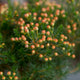 Simegarden Chamelaucium “Sarah’s Delight”