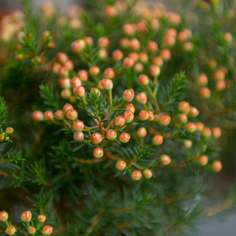 Simegarden Chamelaucium “Sarah’s Delight”