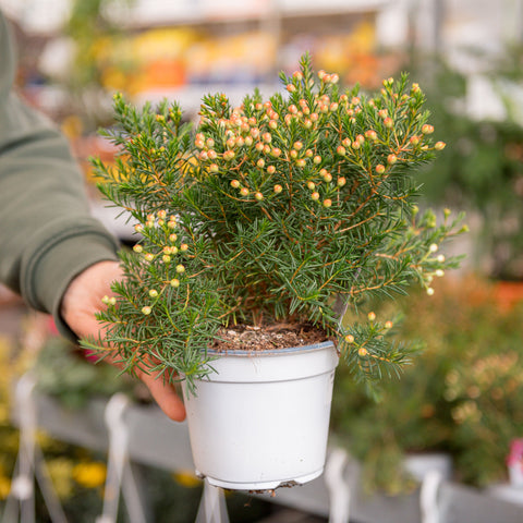 Simegarden Chamelaucium “Sarah’s Delight”