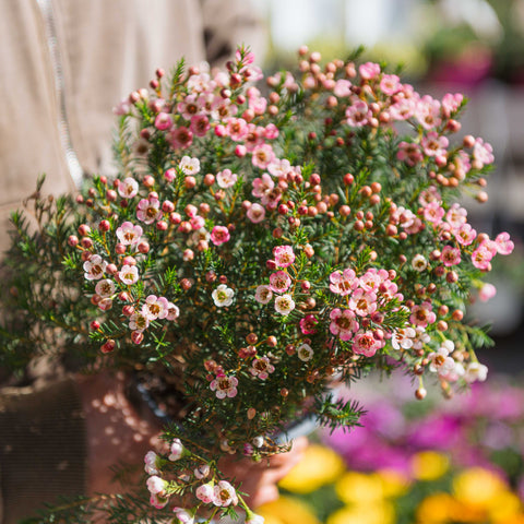 Simegarden Chamelaucium “Sarah’s Delight”