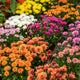 Simegarden Chrysanthemum indicum Milkshake 12 cm / mix