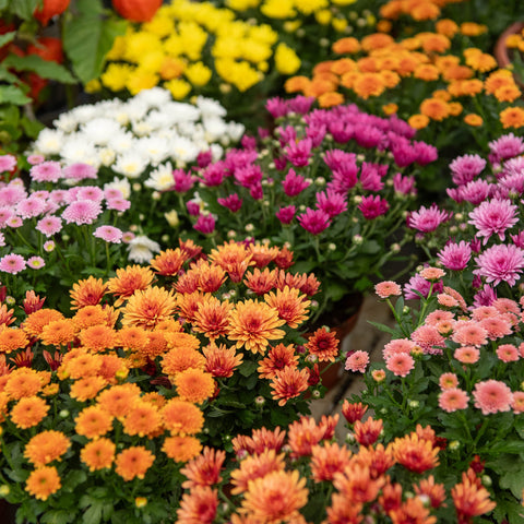 Simegarden Chrysanthemum indicum Milkshake 12 cm / mix