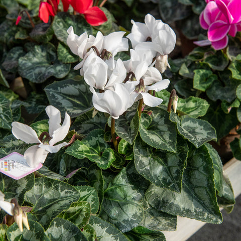 Simegarden Ciclamino 14-15 cm / Bianco