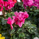 Simegarden Ciclamino 14-15 cm / Fuchsia