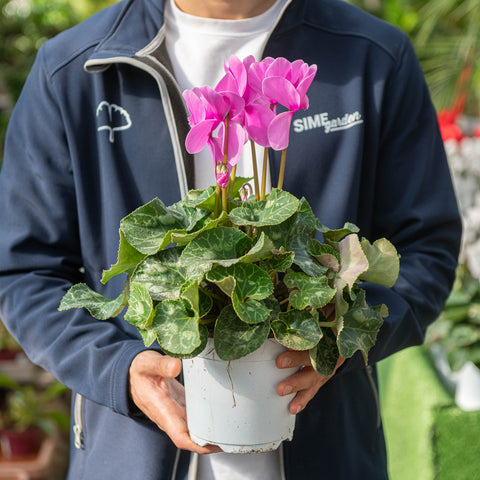Simegarden Ciclamino 14-15 cm / Rosa