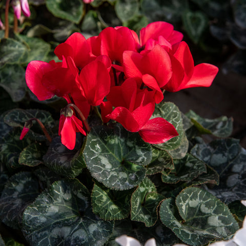 Simegarden Ciclamino 14-15 cm / Rosso