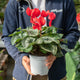 Simegarden Ciclamino 14-15 cm / Rosso