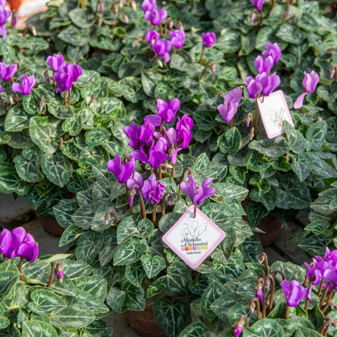 Simegarden Ciclamino Dragon Deep Blue 14 cm