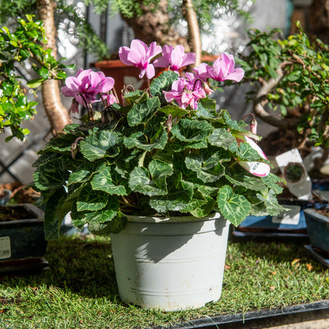 Simegarden Ciclamino petit moulin