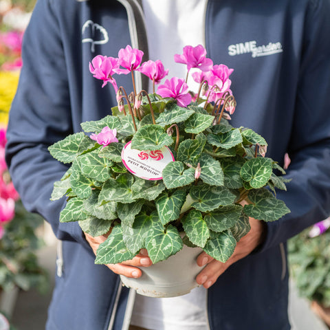 Simegarden Ciclamino petit moulin