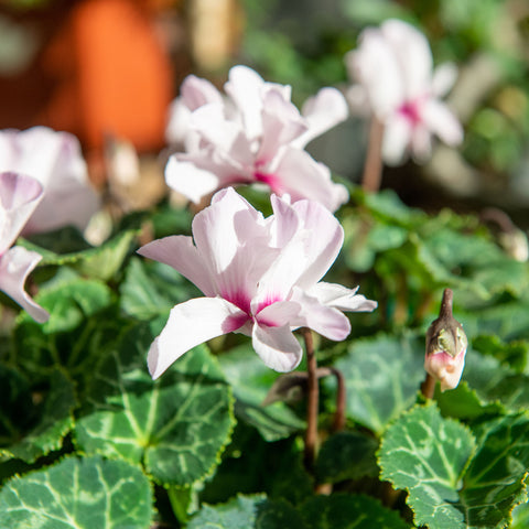 Simegarden Ciclamino petit moulin 16 cm - XXL / BIANCO ROSATO