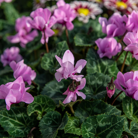 Simegarden Ciclamino petit moulin 16 cm - XXL / ROSA