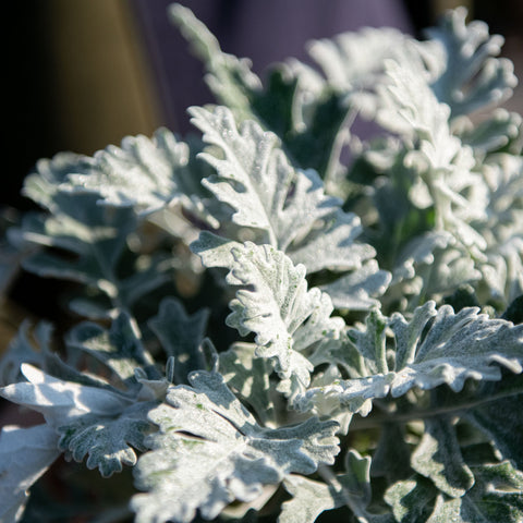 Simegarden Cineraria maritima 17 cm