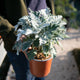 Simegarden Cineraria maritima 17 cm